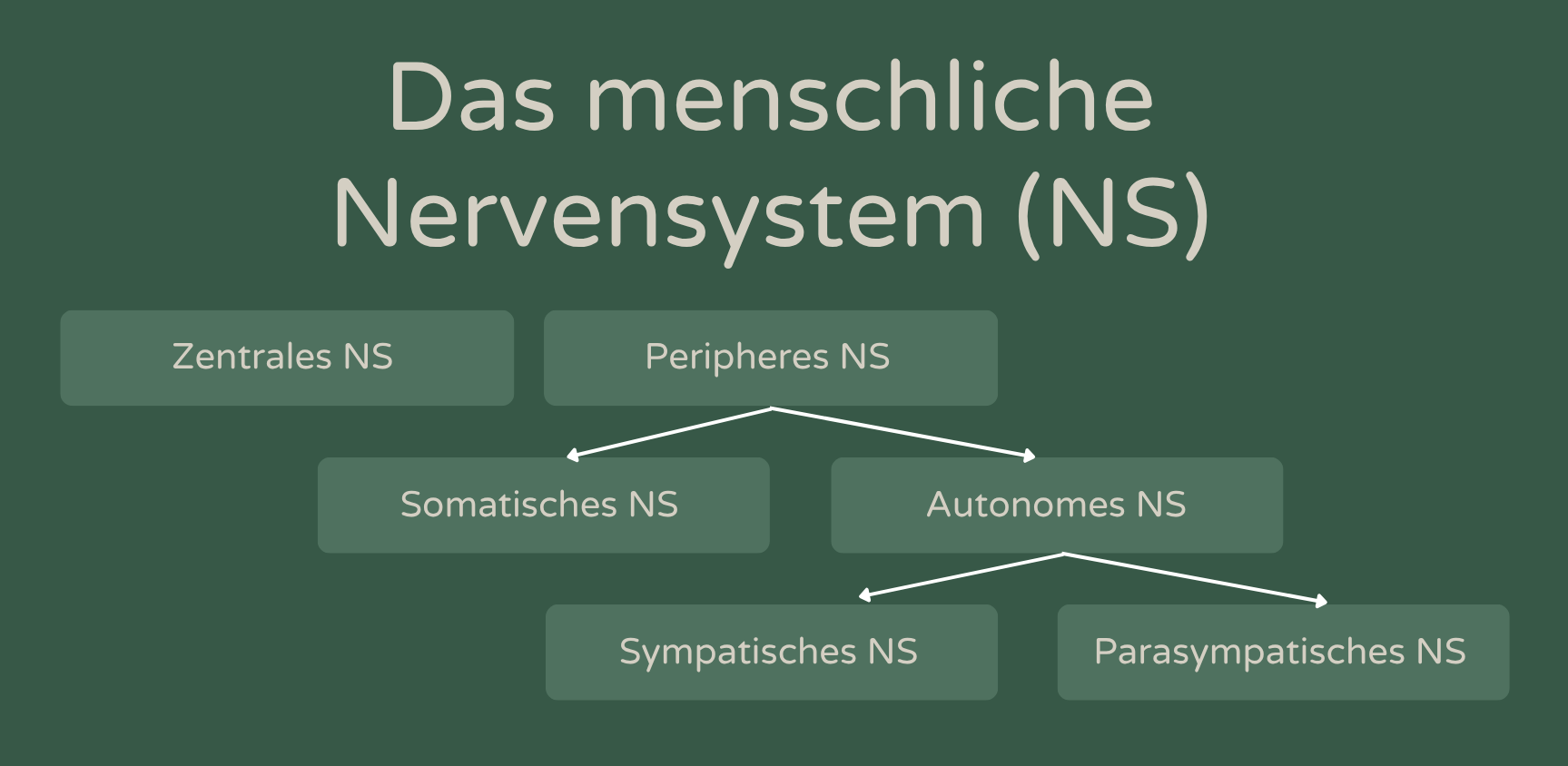 Dein Nervensystem verstehen: Die Grundlage für echte Entspannung